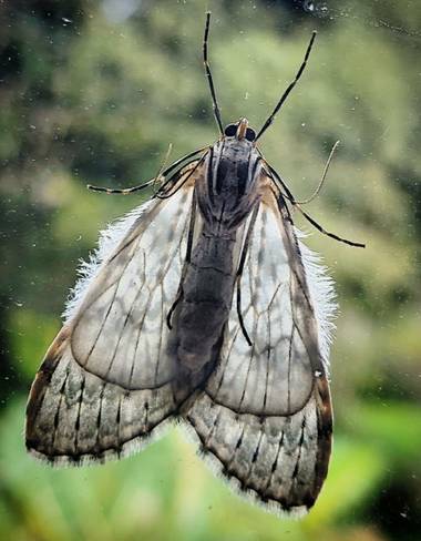 Dianarubiot en Hamelin: Fauna  (La Calera)