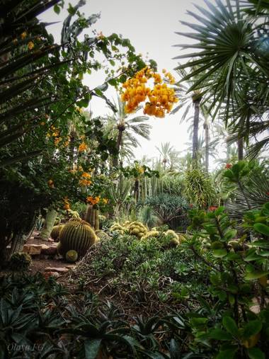 olaya96fg en Hamelin: Flora  (Elche), #ParquesyJardines