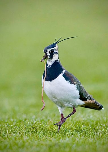 Jozsef Baricz en Hamelin: Fauna, Vanellus vanellus (Linnaeus, 1758), Lunch time for the Lapwing 🪶

#lapwing #flying #bird #relax #birding #birdphotograph...