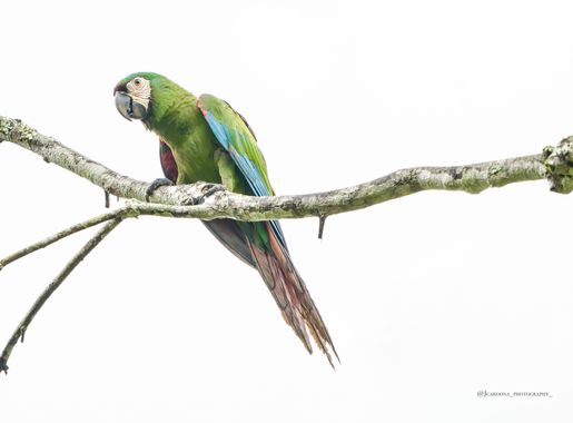 juanandrescardona01 en Hamelin: Fauna  (Sonson), Ara severus (Linnaeus, 1758), Guacamaya cariseca, vista y fotografiada el 24 de diciembre del 2023 en Sons...