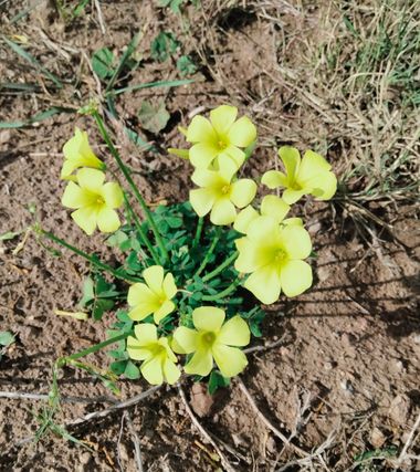 Solerantonio2 en Hamelin: Flora  (Níjar), Oxalis pes-caprae, Planta vinagrera