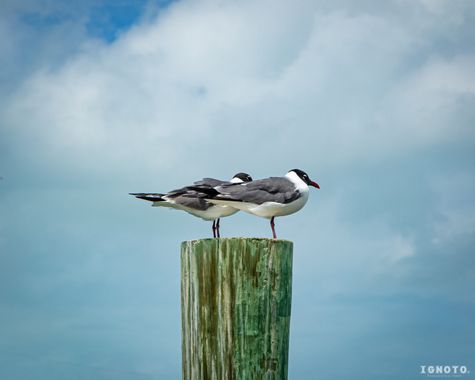 Ignoto en Hamelin: Fauna  (Islamorada), Leucophaeus atricilla (Linnaeus, 1758)