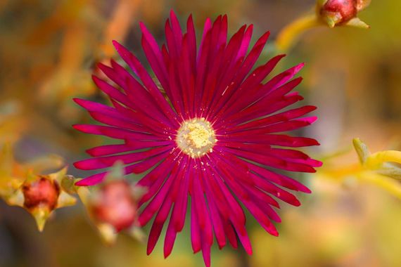 jesusplfotos en Hamelin: Flora  (Sabadell), Delosperma cooperi, #flower #macro #flores #floresbonitas #plants #jardin #garden 