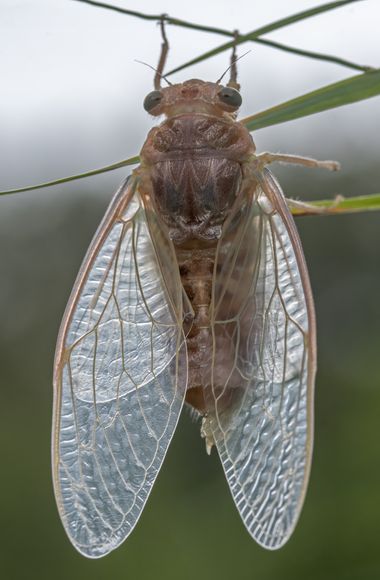 Ignicapillus en Hamelin: Fauna  (Sant Llorenç Savall), Imago nuevo de cigarra común

22 de julio 2023, salida macrera a Sant Llorenç Savall y Gallifa (coma...
