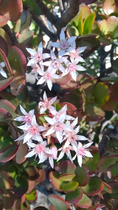 Solerantonio2 en Hamelin: Flora  (Valle de Ricote), Crassula ovata, Planta