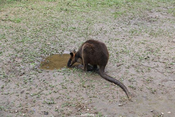 Marisol en Hamelin: Fauna 