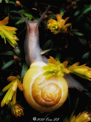 Eva.160968 en Hamelin: Fauna  (Jette), #caracol #moluscosgasteropodos 
