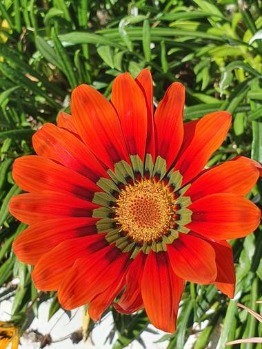 jclaurevalencia en Hamelin: Flora  (Tarija), Gazania rigens, #flora21 