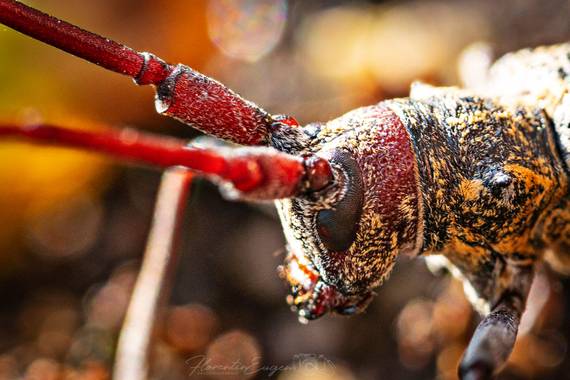 Florentinoeugenio en Hamelin: Fauna  (El Catllar), #bugs 