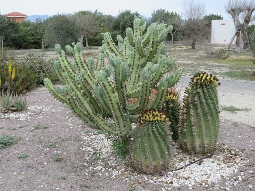 Solerantonio2 en Hamelin: Flora  (Almería), Cactus planta