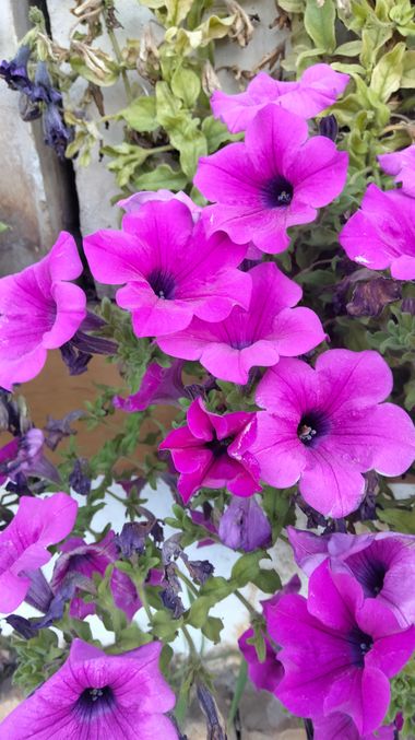 Solerantonio2 en Hamelin: Flora  (Avenida del Mediterráneo), Petunia × atkinsiana, Planta
