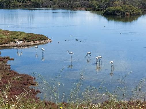 Apasnau75 en Hamelin: Fauna  (Málaga), Creo que son más blancos que rosa porque aún no son adultos...