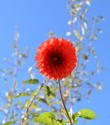 Solerantonio2 en Hamelin: Flora  (Trevélez), Planta