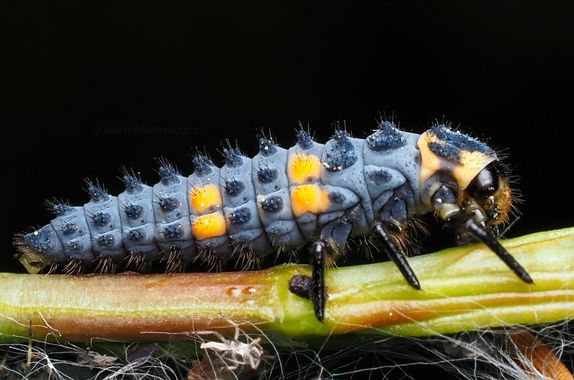Titofran76 en Hamelin: Fauna  (Barcelona), Coccinella septempunctata Linnaeus, 1758, Aquí tenemos una mariquita en estado larvario. Son unas grandes contro...