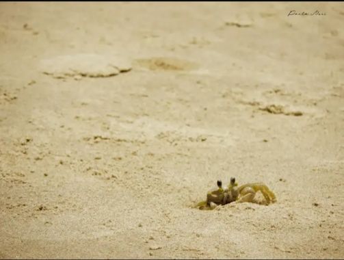Paolaneri_photography en Hamelin: Fauna  (Ciudad Madero), #cumplehamelin 