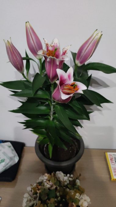 fernandezboix en Hamelin: Flora, #