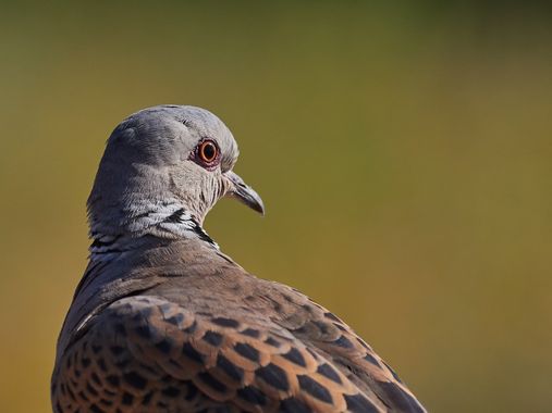 Miguelsantos_gf en Hamelin: Fauna  (Peñas de San Pedro), Streptopelia turtur (Linnaeus, 1758), #tortola #aves #fauna #españa #bird 