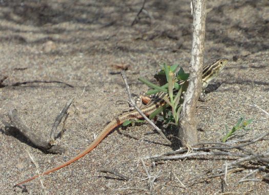 Solerantonio2 en Hamelin: Fauna  (Almería), Lagartija colirroja