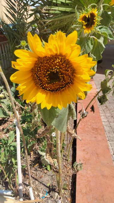 Solerantonio2 en Hamelin: Flora  (Calle Santiago), Planta