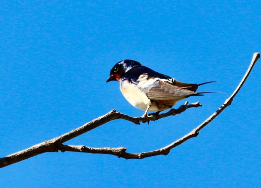 Sebasdelara en Hamelin: Fauna  (Villahermosa), Hirundo rustica Linnaeus, 1758