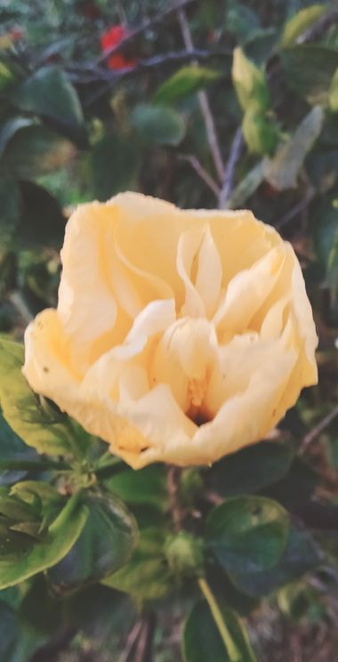 Solerantonio2 en Hamelin: Flora  (Almería), Rosas de jardin