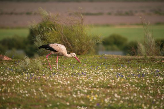 Ana Vera en Hamelin: Fauna  (La Puebla del Río), Ciconia ciconia (Linnaeus, 1758), #cumplehamelin 