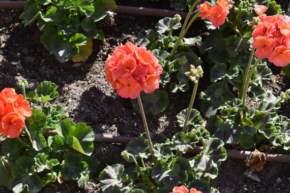 Solerantonio2 en Hamelin: Flora  (Almería), Planta
