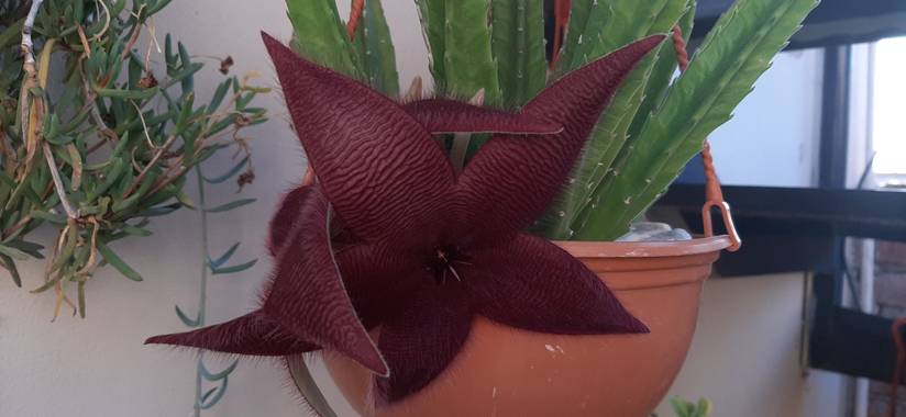 Sebastian_uva en Hamelin: Flora  (San Luis), Stapelia hirsuta, #flora21.