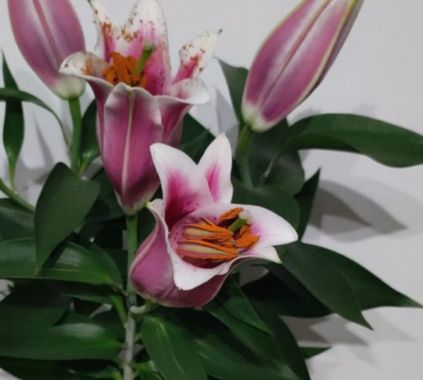 fernandezboix en Hamelin: Flora, #