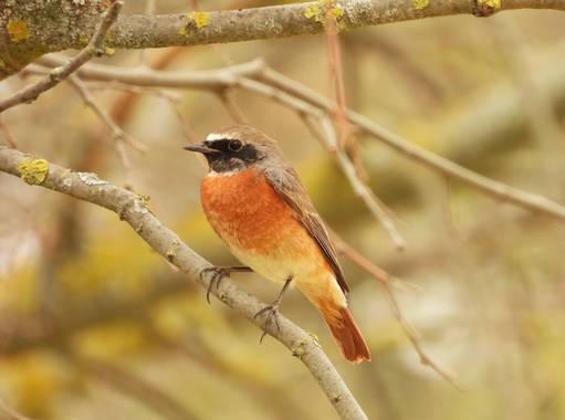 Carlos Guzón en Hamelin: Fauna  (Palencia), Phoenicurus phoenicurus (Linnaeus, 1758), Este colirrojo tizón es de lo poco que he podido disfrutar la de la m...