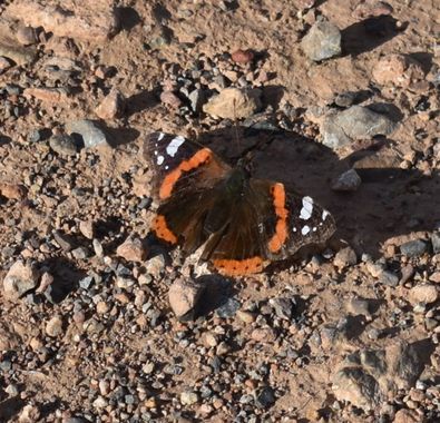 Solerantonio2 en Hamelin: Fauna  (Íllar), Vanessa atalanta (Linnaeus, 1758), Insecto