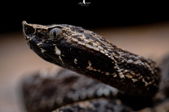 JaredMoreno59 en Hamelin: Fauna, P. volcanicum es una especie sumamente difícil de observar y demasiado rara es una especie endémica de Costa Rica que sol...