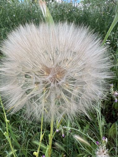 Eudimer20 en Hamelin: Flora, Tragopogon dubius, #plants