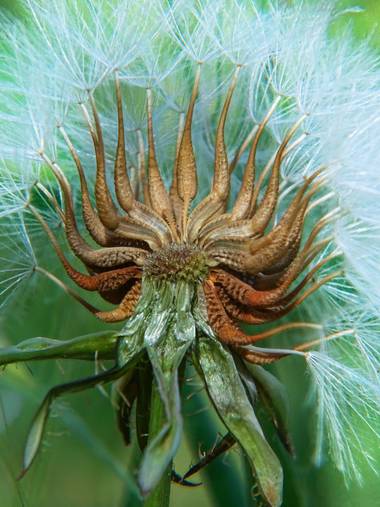 Capturolavida en Hamelin: Flora  (Palos de la Frontera), #nature #flora21 