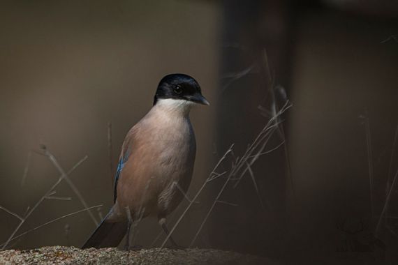 Natural_bry96 en Hamelin: Fauna  (Andújar), Cyanopica cooki Bonaparte, 1850, @hamelin 