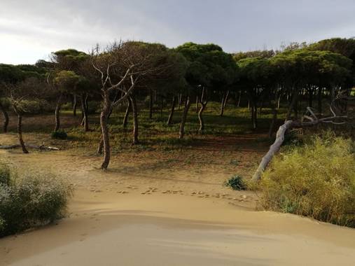manumovil1986 en Hamelin: Paisaje  (Lepe), #paisaje #landscape #atardecer #sunset #andalucia 