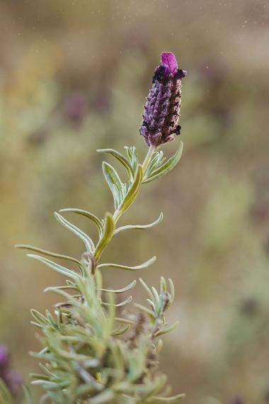 Elenagil.ph en Hamelin: Flora  (Mijas), Lavandula stoechas, La belleza está por todas partes.
#flores #lavandula #flor #flower #flowers #naturaleza #morado...