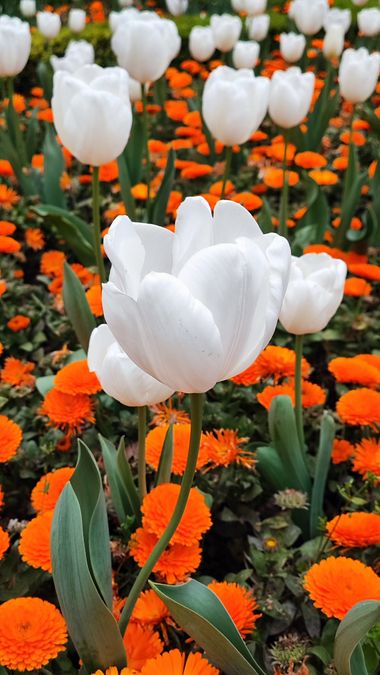 Albert Silza en Hamelin: Flora, #flower #flores