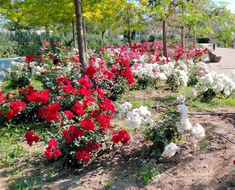 Solerantonio2 en Hamelin: Flora  (Almería), Rosal