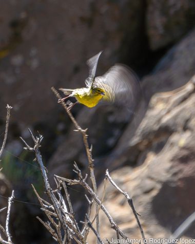 Jjarolo en Hamelin: Fauna  (Vega de San Mateo), Serinus canaria (Linnaeus, 1758), #grancanaria 
#PicodelaGorra
#canario #aves #reptiles