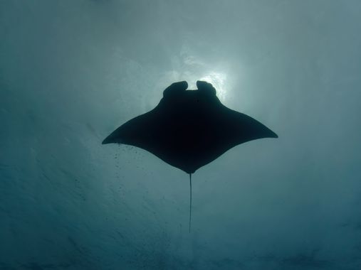 Palo Ortega Sánchez  en Hamelin: Fauna  (Mexico), Manta birostris (Donndorff, 1798), Manta-sun ☀️