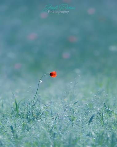 Justi en Hamelin: Flora  (Badalona), Papaver dubium, Una amapola con un toque muy personal !!!!#flora21