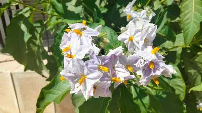 Solerantonio2 en Hamelin: Flora  (Almería), Solanum bonariense, Planta