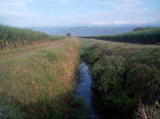Chojuan-1993 en Hamelin: Paisaje, Cañaverales #montañas #valle del cauca