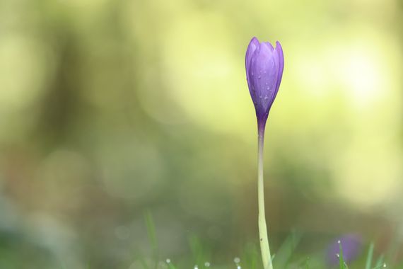 Eritz.cortazar en Hamelin: Flora  (Tubilla del Agua), Crocus nudiflorus, Falso azafrán
.
.
.
 #arboles #flower #arbustos #musgos #plants