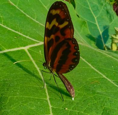 rqsalcedo en Hamelin: Fauna  (Lima), #mariposas 