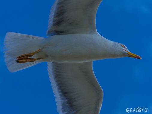 Rafeel FG en Hamelin: Fauna  (Santander), Larus michahellis J.F.Naumann, 1840, #aves21 #naturaleza_cantabria #envuelo 