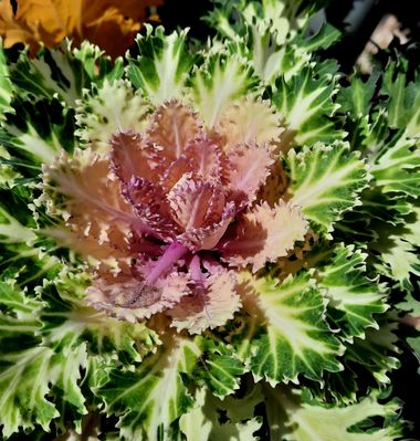 Naomi en Hamelin: Flora  (Madrid), Brassica oleracea, #flores 