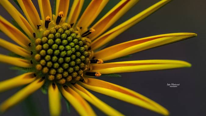 Lidia en Hamelin: Flora  (Zaragoza), #flora21 