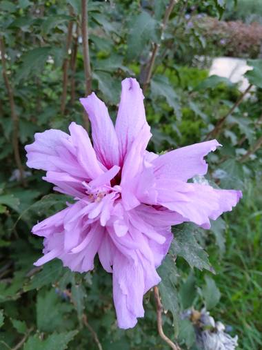 Solerantonio2 en Hamelin: Flora  (Almería), Hibiscus syriacus, Bonita flor